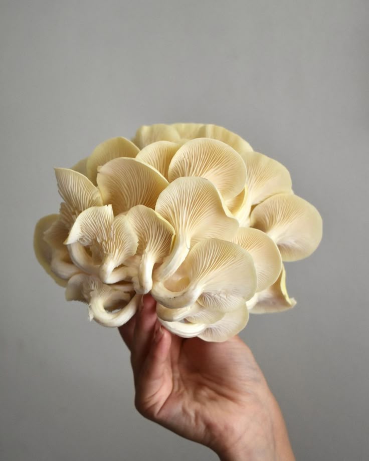 Sool ja Seened: Tekstuuri Püsivus Seentes